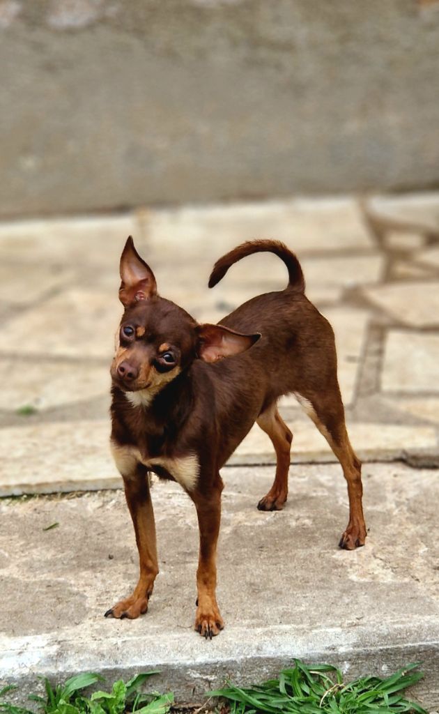 Les Russkiy Toy (Petit Chien Russe) de l'affixe des Princes Pinscher