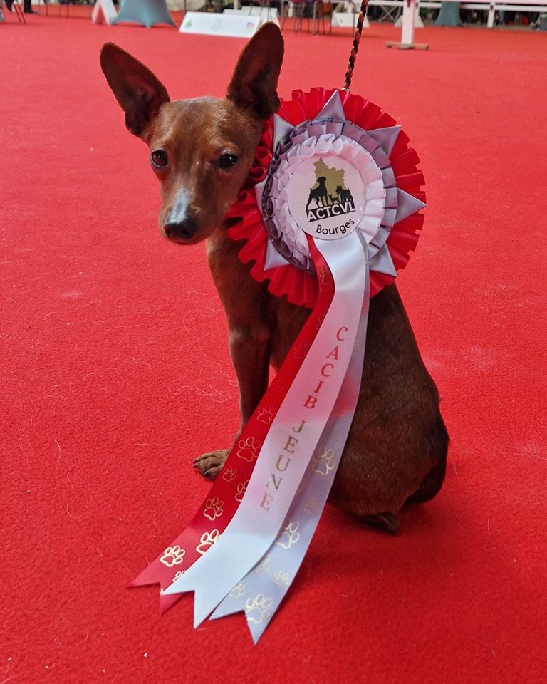 Tom des Princes Pinscher