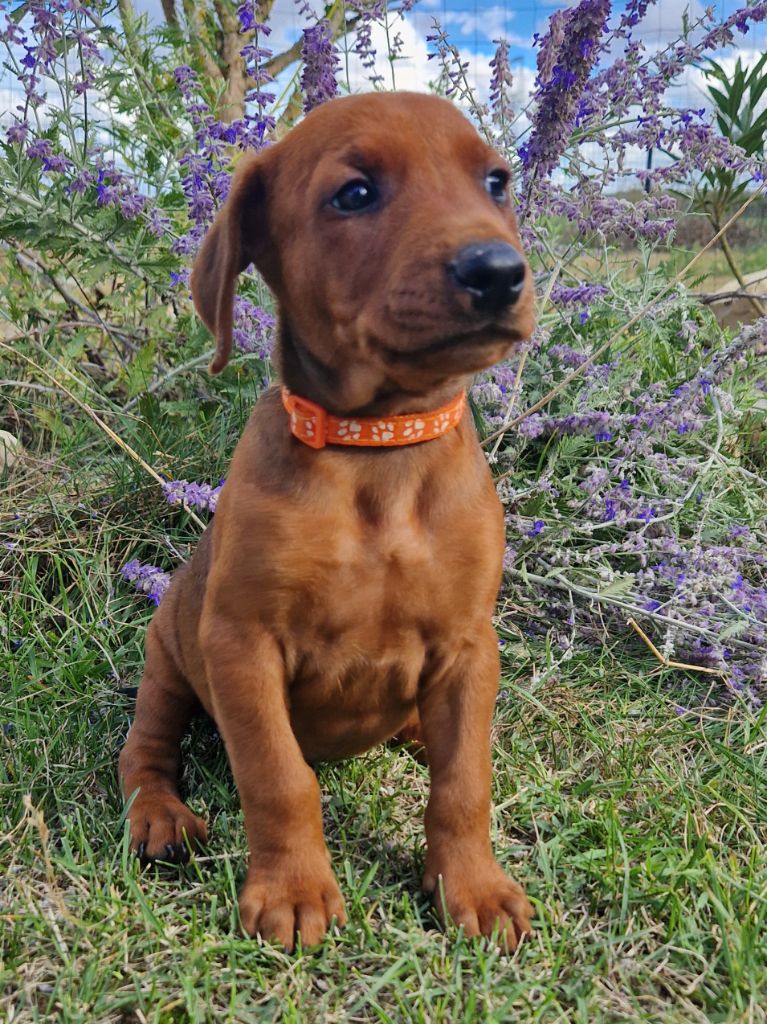 des Princes Pinscher - Chiot disponible  - Pinscher Allemand