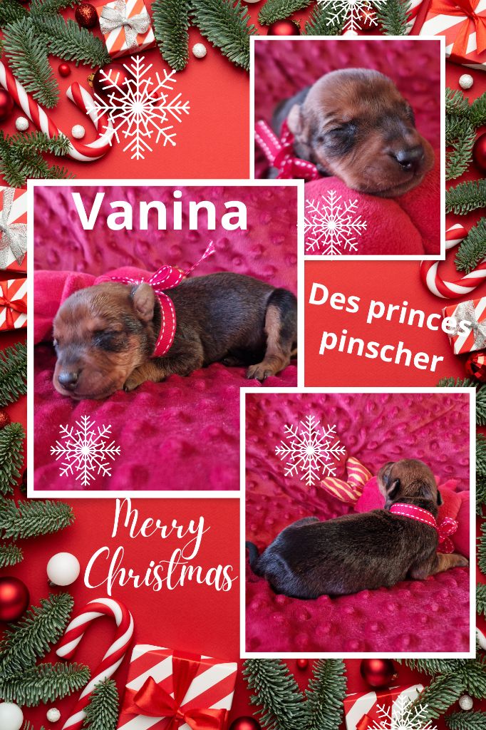 des Princes Pinscher - Chiot disponible  - Pinscher Allemand