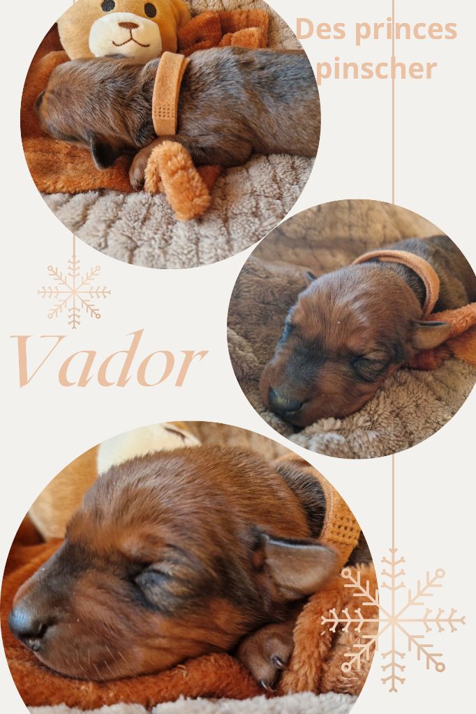 des Princes Pinscher - Chiot disponible  - Pinscher Allemand