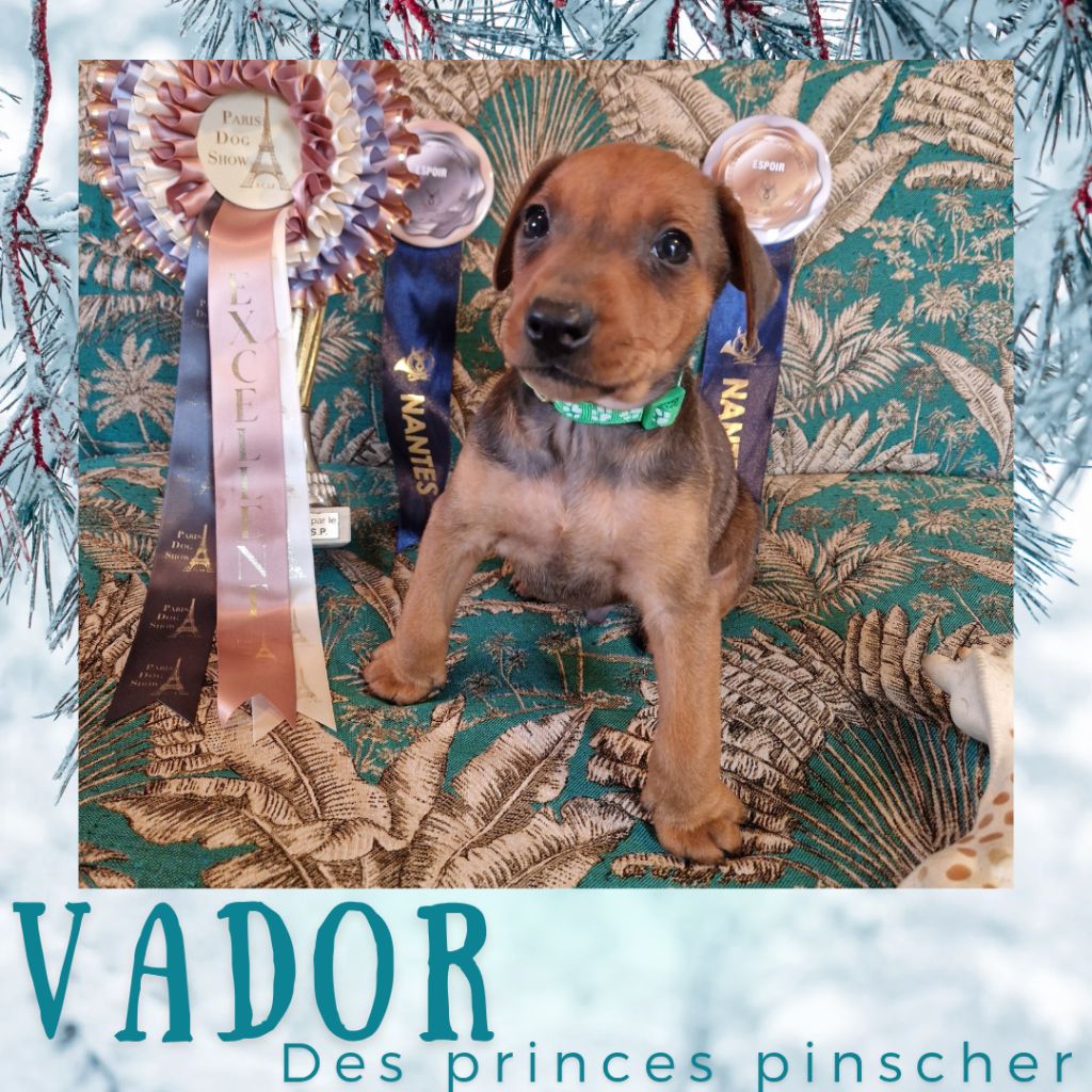 des Princes Pinscher - Chiot disponible  - Pinscher Allemand