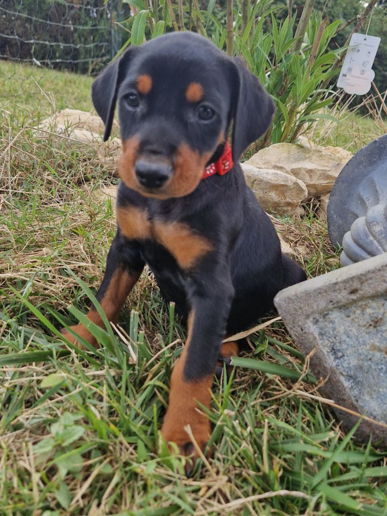 des Princes Pinscher - Chiot disponible  - Pinscher Allemand