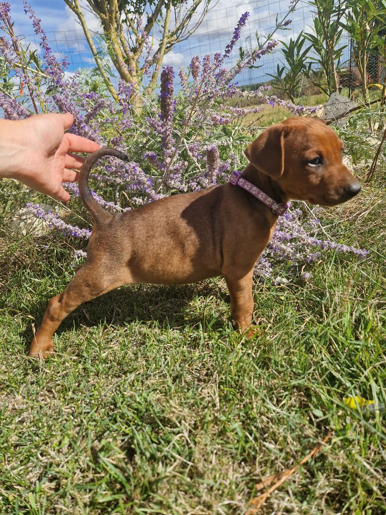 des Princes Pinscher - Chiot disponible  - Pinscher Allemand