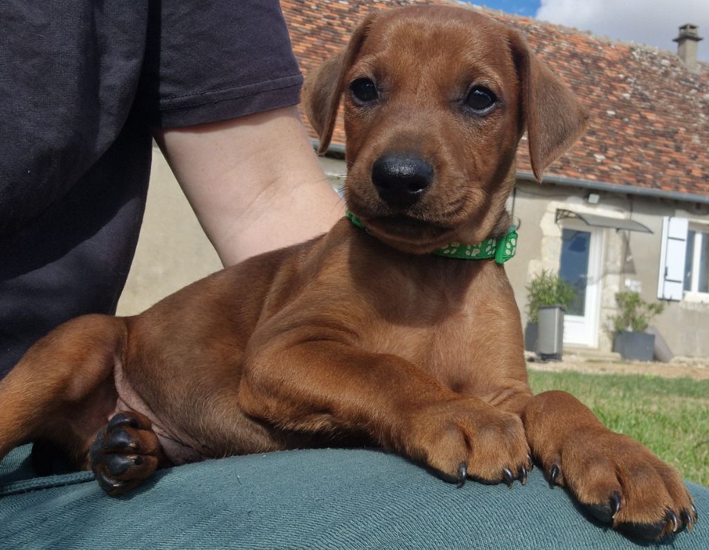 des Princes Pinscher - Chiot disponible  - Pinscher Allemand