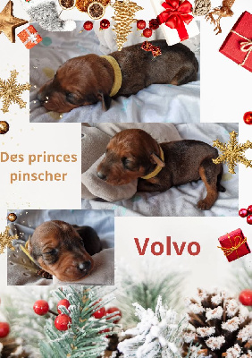 des Princes Pinscher - Pinscher Allemand - Portée née le 19/12/2024