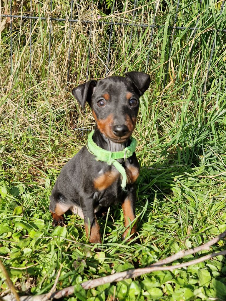 des Princes Pinscher - Chiot disponible  - Pinscher nain