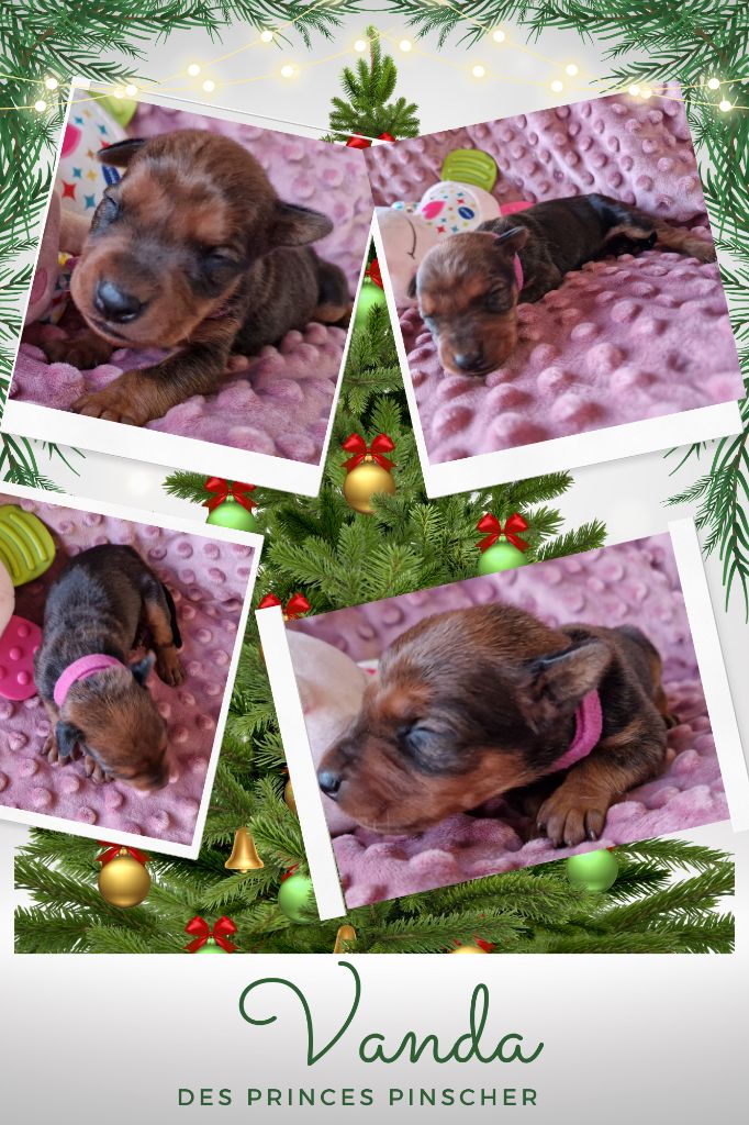 des Princes Pinscher - Chiot disponible  - Pinscher Allemand