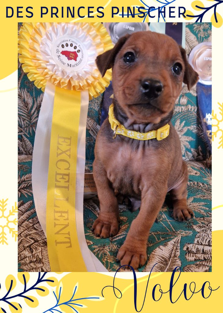 des Princes Pinscher - Chiot disponible  - Pinscher Allemand