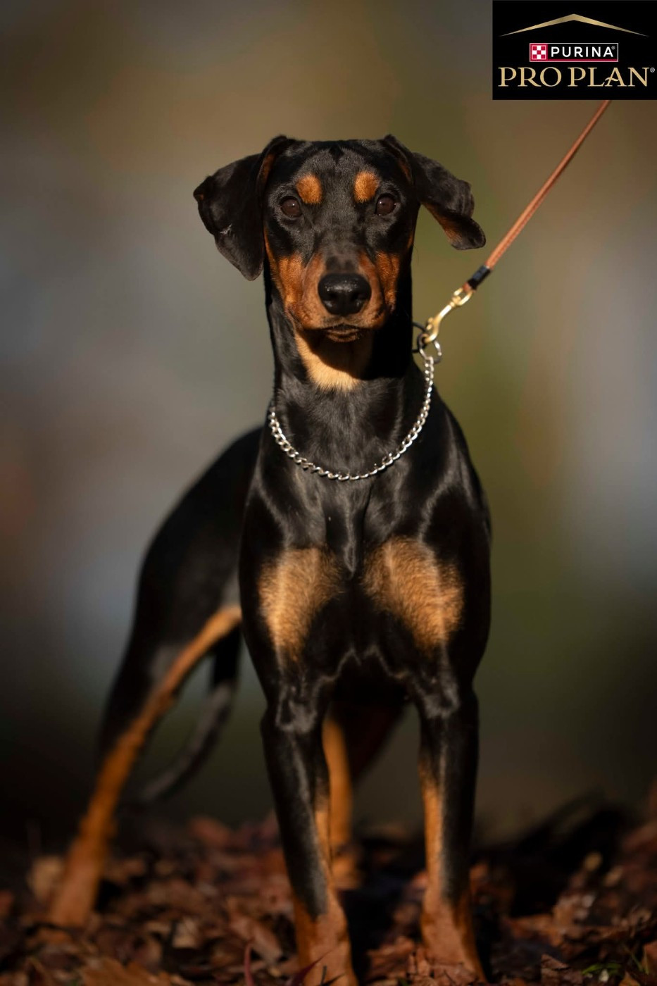Venus des Princes Pinscher