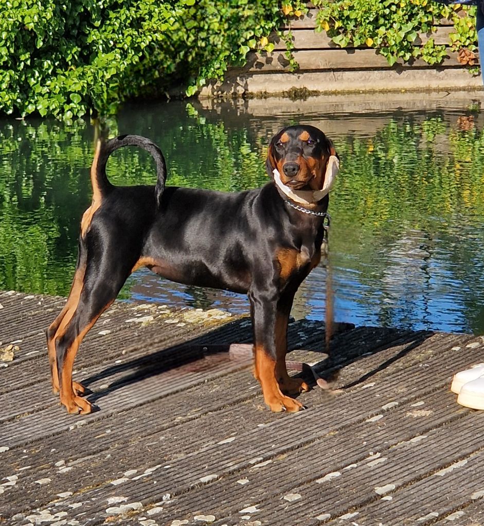 Venus des Princes Pinscher