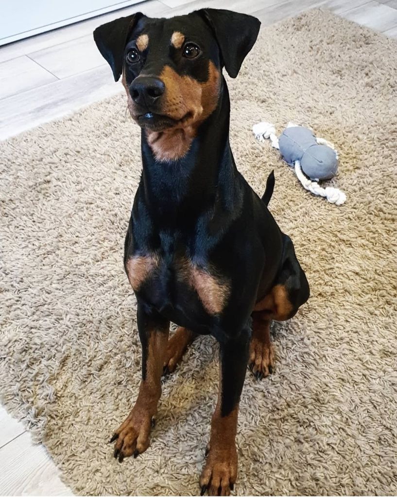 Oklm des Princes Pinscher
