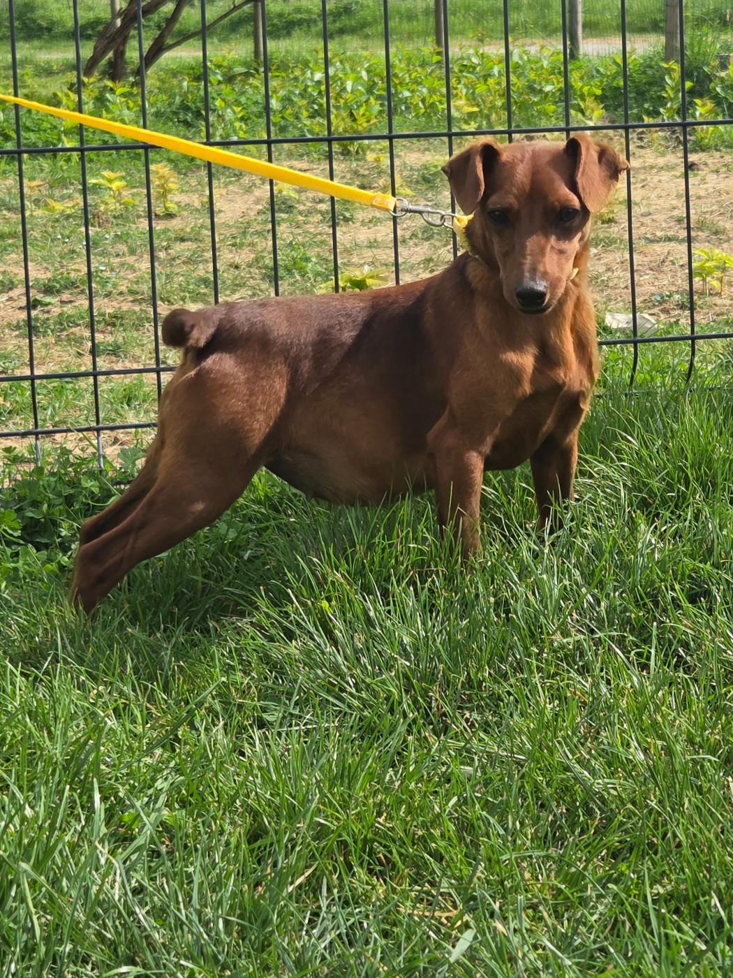 Angel des Princes Pinscher