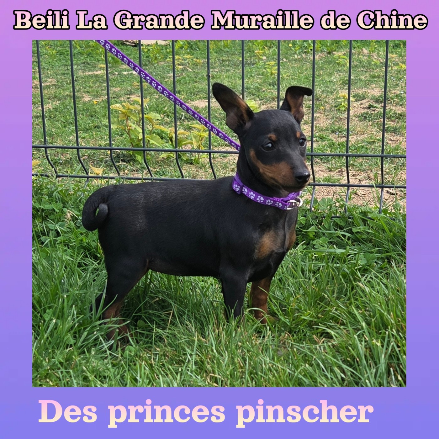 Beili La Grande Muraille de Chine des Princes Pinscher