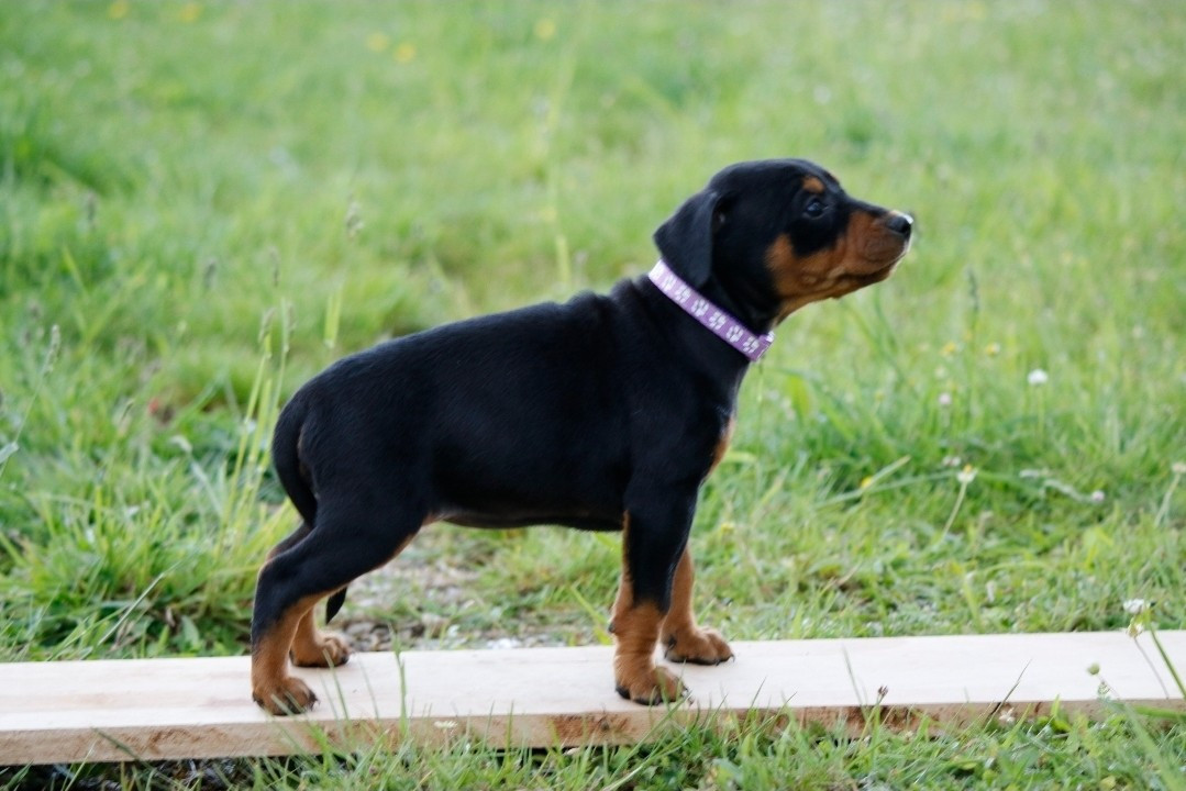 Bulma'Louvet des Princes Pinscher