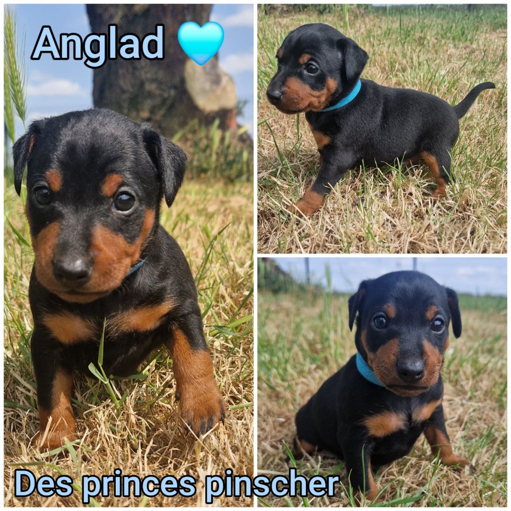 des Princes Pinscher - Chiots disponibles - Pinscher nain