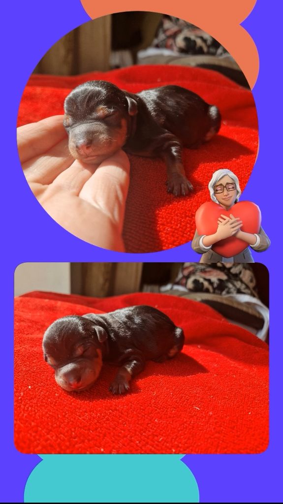 des Princes Pinscher - Chiots disponibles - Pinscher nain