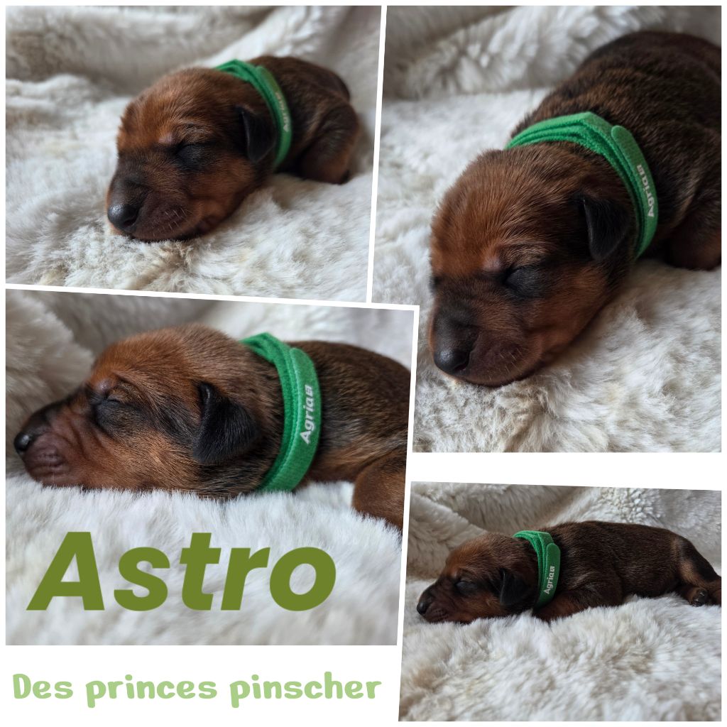 des Princes Pinscher - Chiots disponibles - Pinscher Allemand