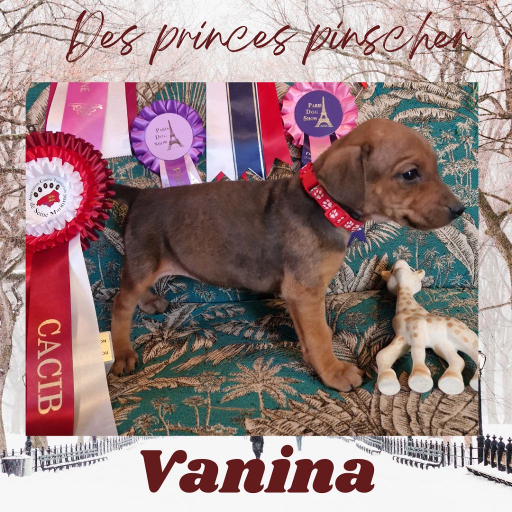 des Princes Pinscher - Chiots disponibles - Pinscher Allemand