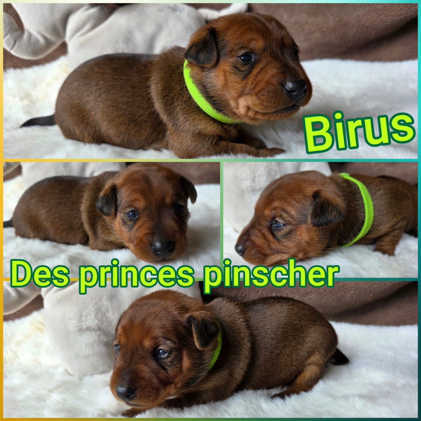 des Princes Pinscher - Chiots disponibles - Pinscher nain