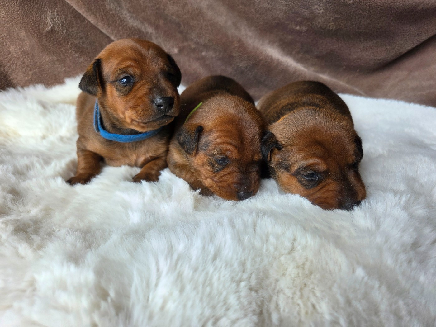 des Princes Pinscher - Pinscher nain - Portée née le 18/01/2026