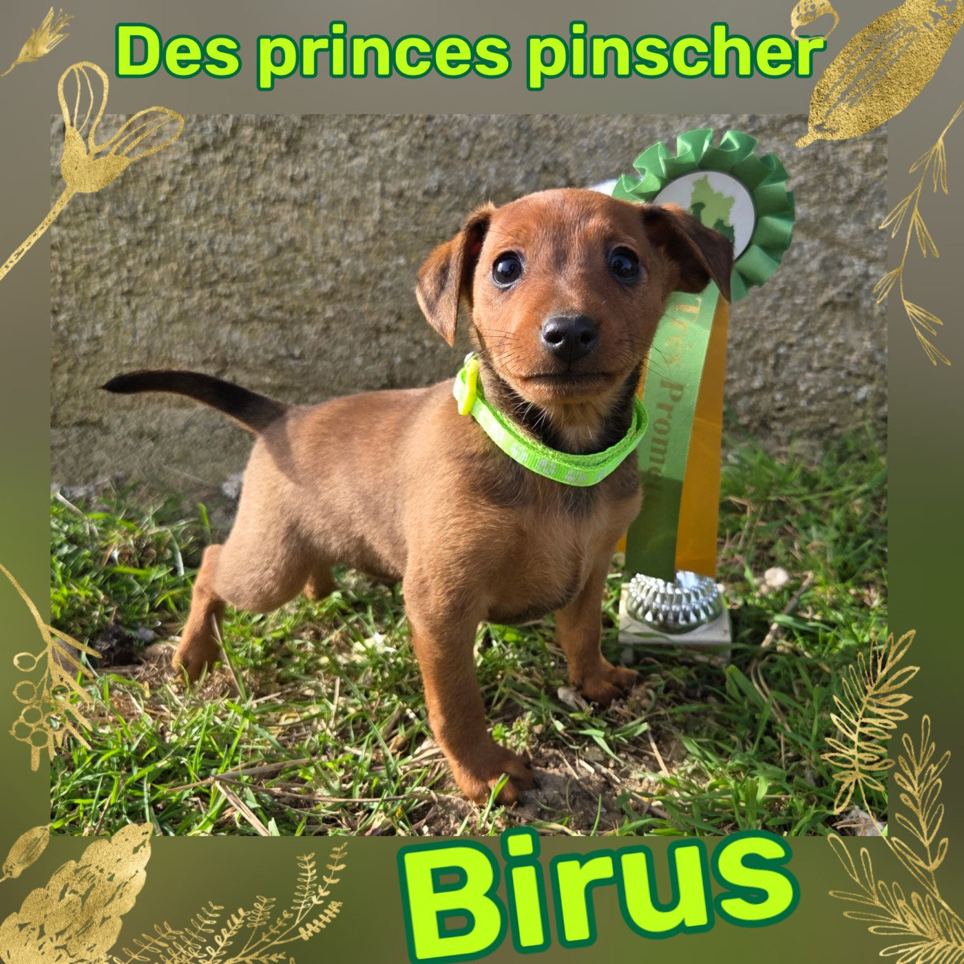 des Princes Pinscher - Chiots disponibles - Pinscher nain