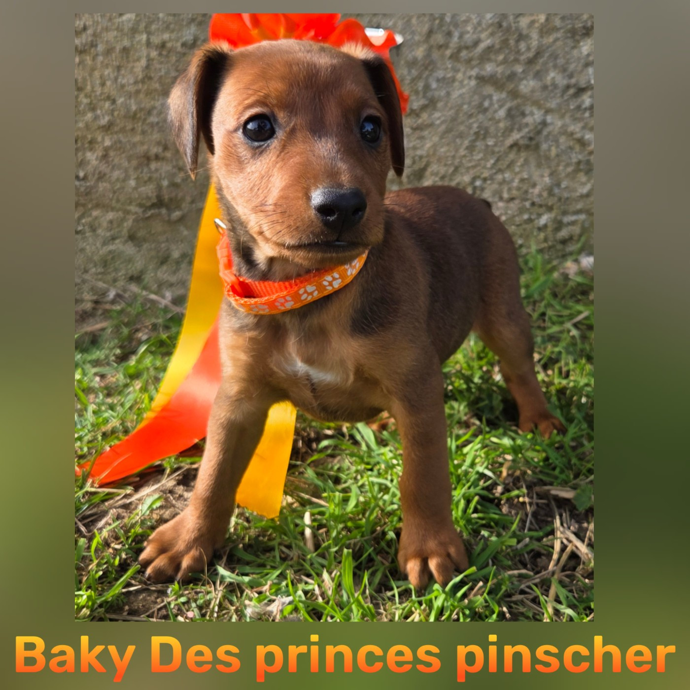 des Princes Pinscher - Chiots disponibles - Pinscher nain