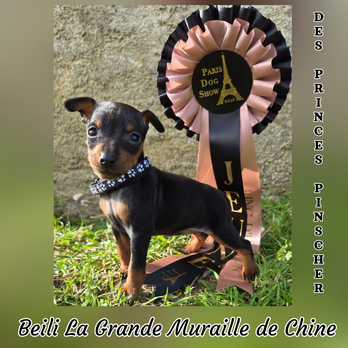 des Princes Pinscher - Chiots disponibles - Pinscher nain