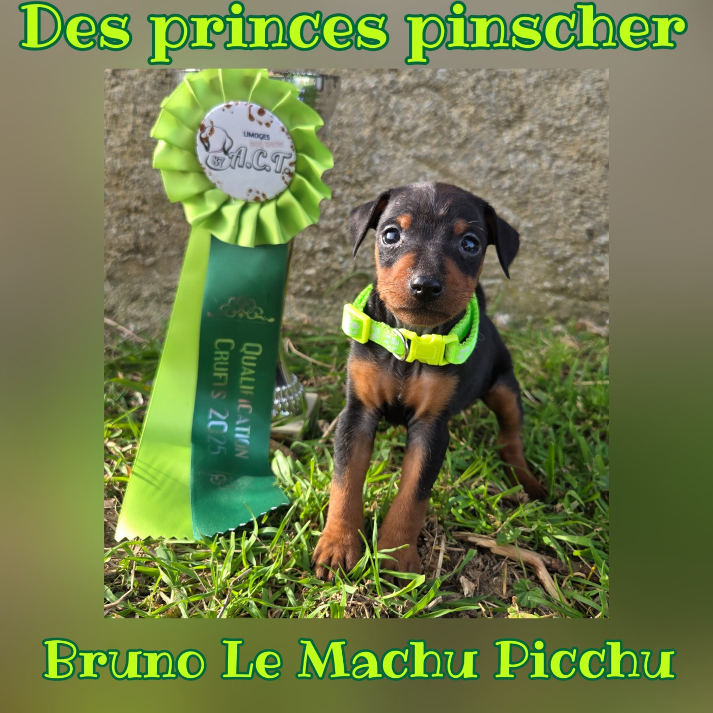 des Princes Pinscher - Chiots disponibles - Pinscher nain