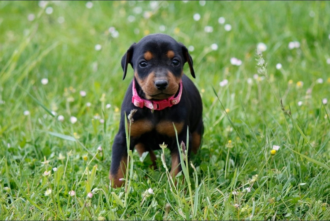des Princes Pinscher - Chiots disponibles - Pinscher Allemand