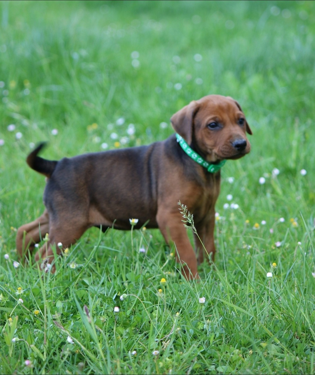 des Princes Pinscher - Chiots disponibles - Pinscher Allemand