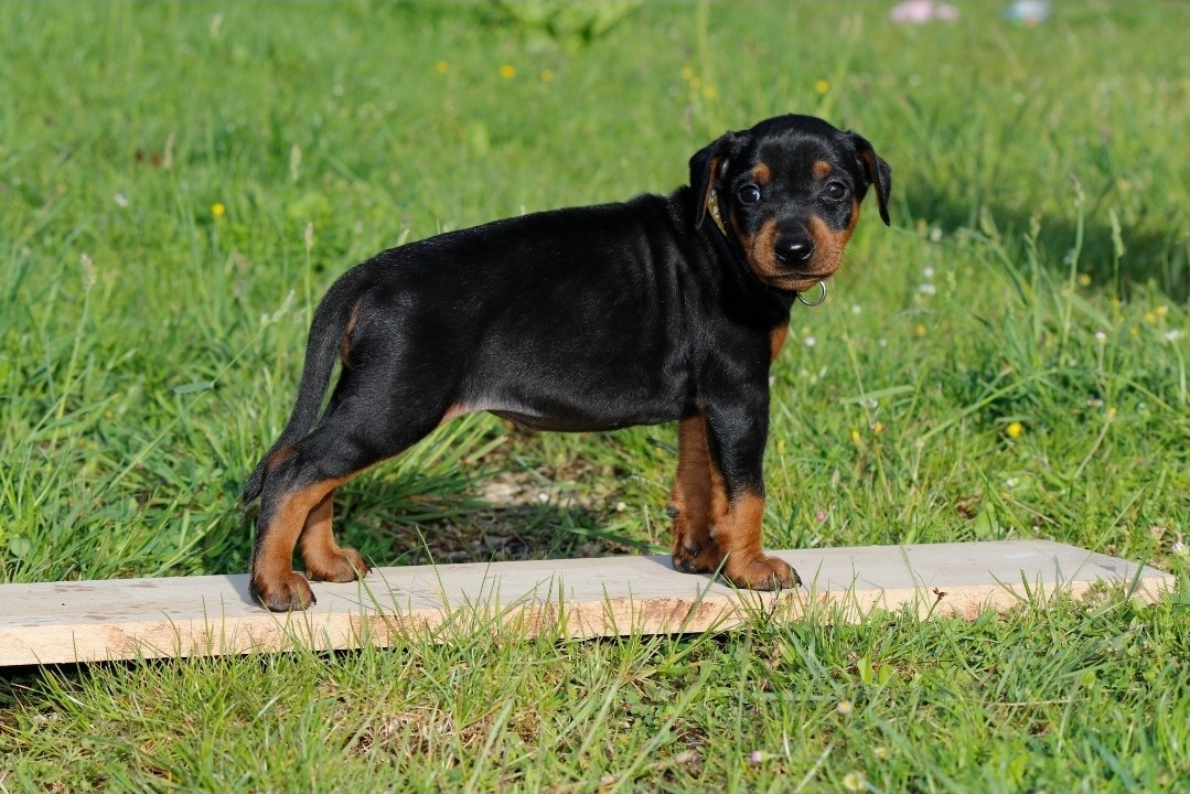 des Princes Pinscher - Pinscher Allemand - Portée née le 05/04/2026