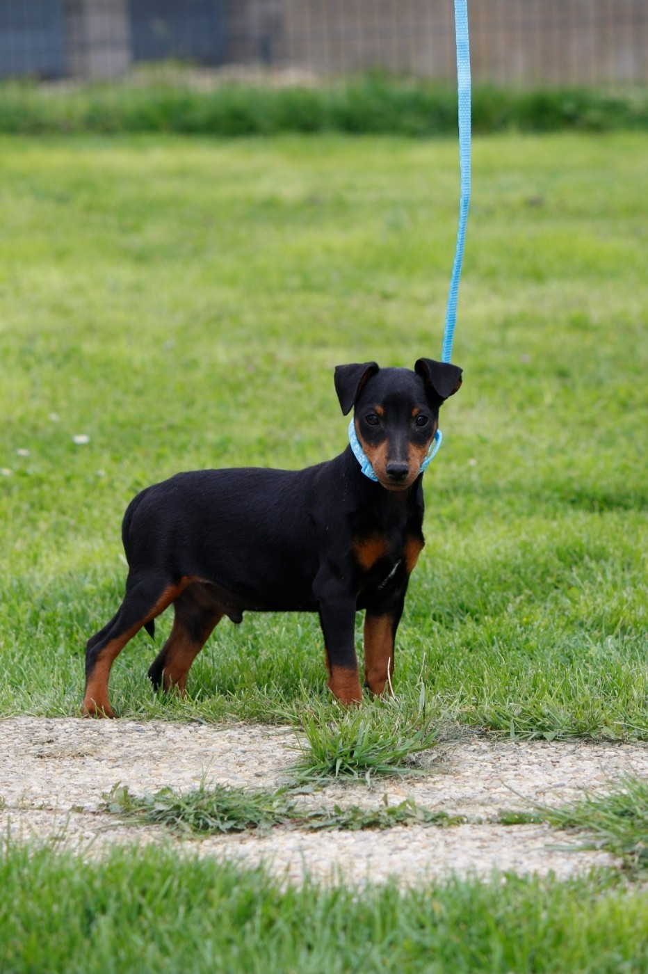 des Princes Pinscher - Chiots disponibles - Pinscher nain