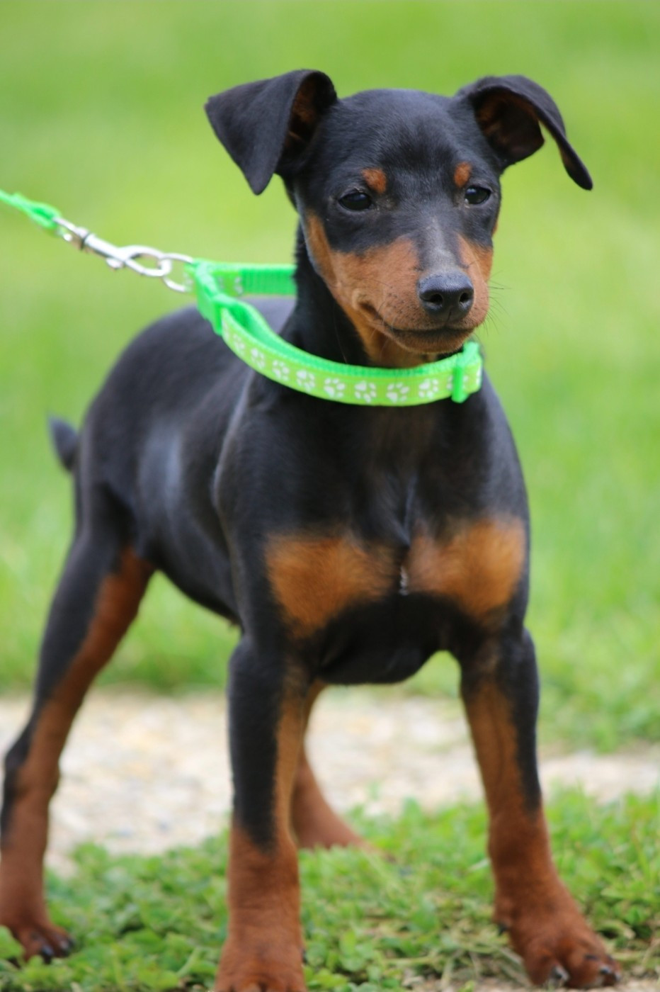 des Princes Pinscher - Chiots disponibles - Pinscher nain