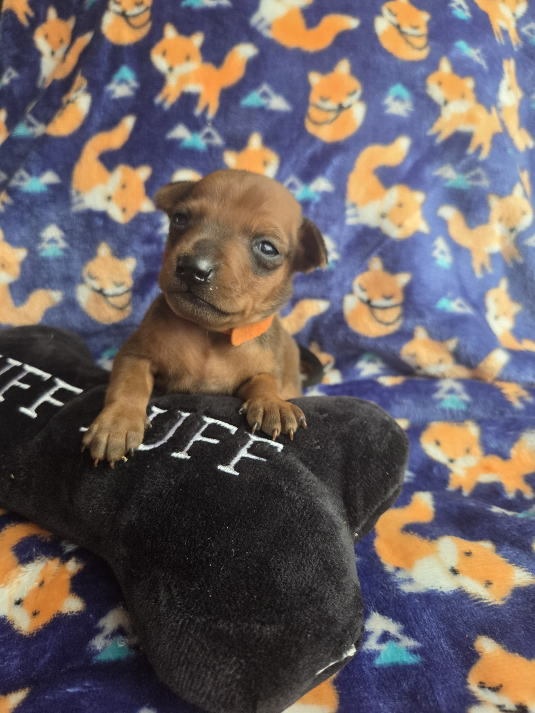 des Princes Pinscher - Chiots disponibles - Pinscher nain