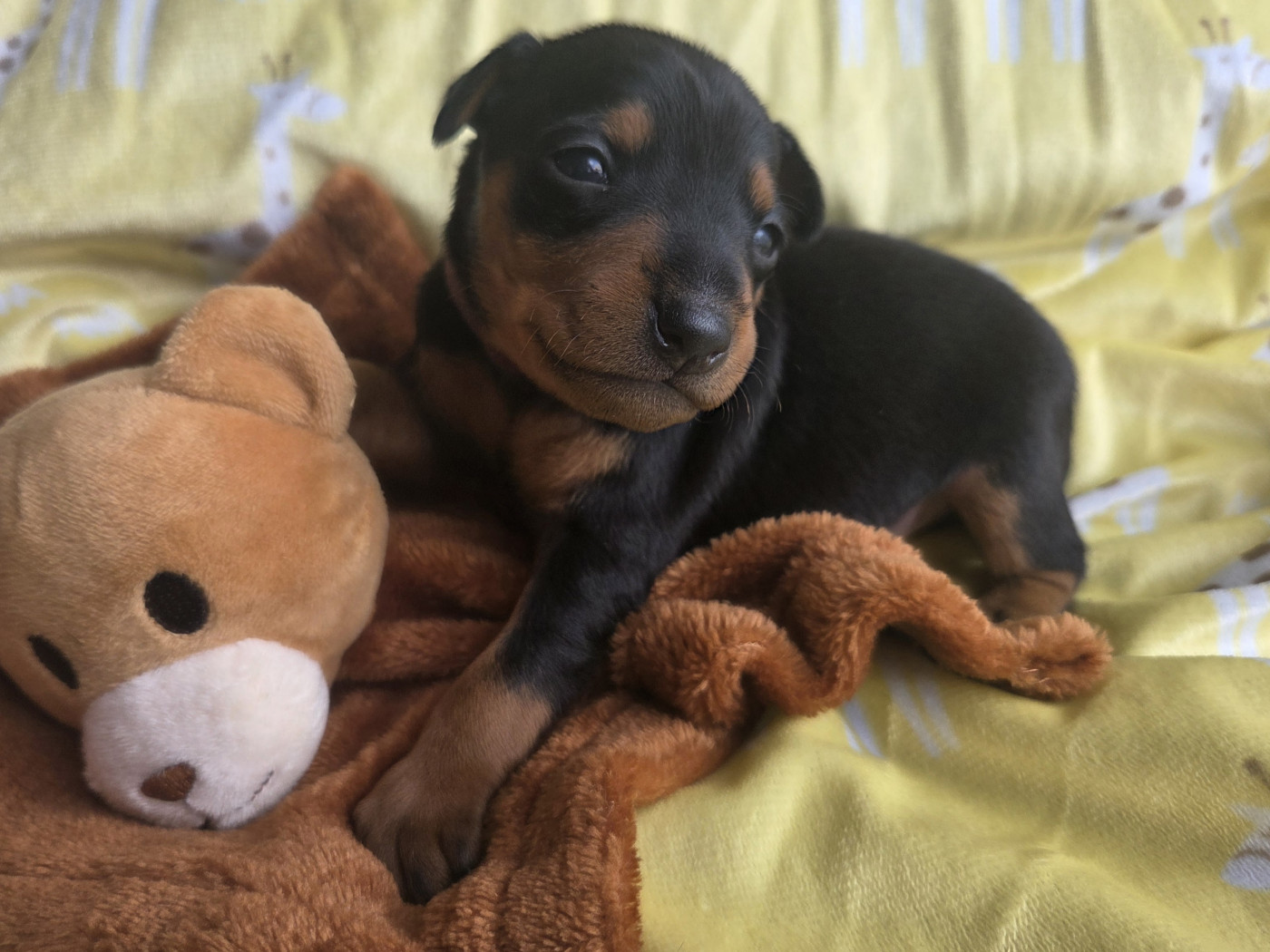 des Princes Pinscher - Chiots disponibles - Pinscher nain