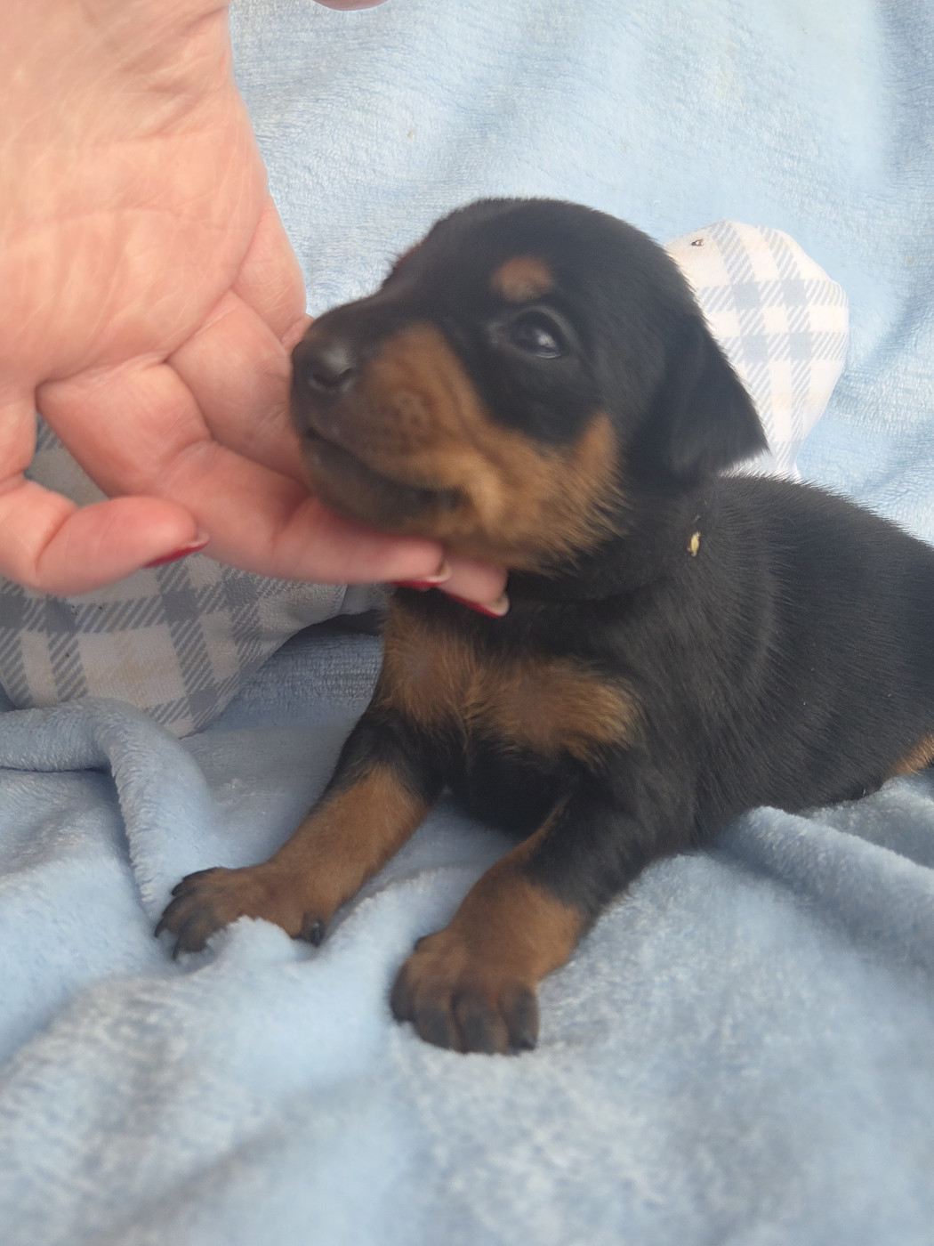 des Princes Pinscher - Chiots disponibles - Pinscher nain