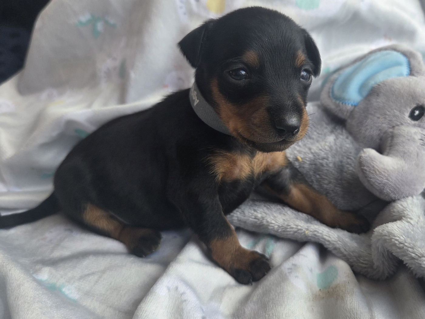 des Princes Pinscher - Chiots disponibles - Pinscher nain