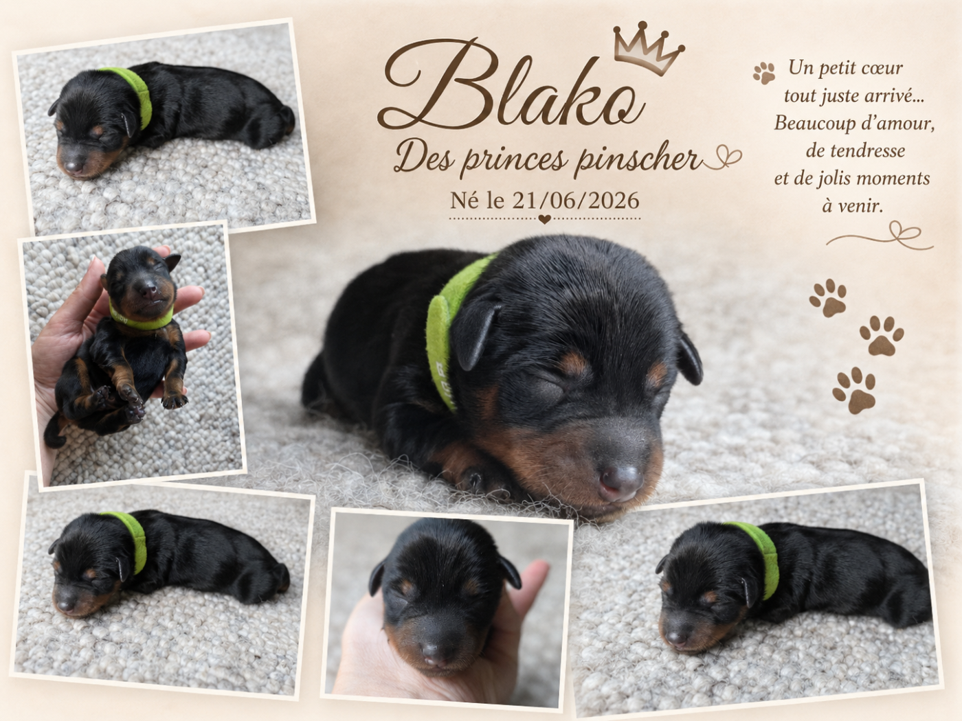des Princes Pinscher - Chiots disponibles - Pinscher nain