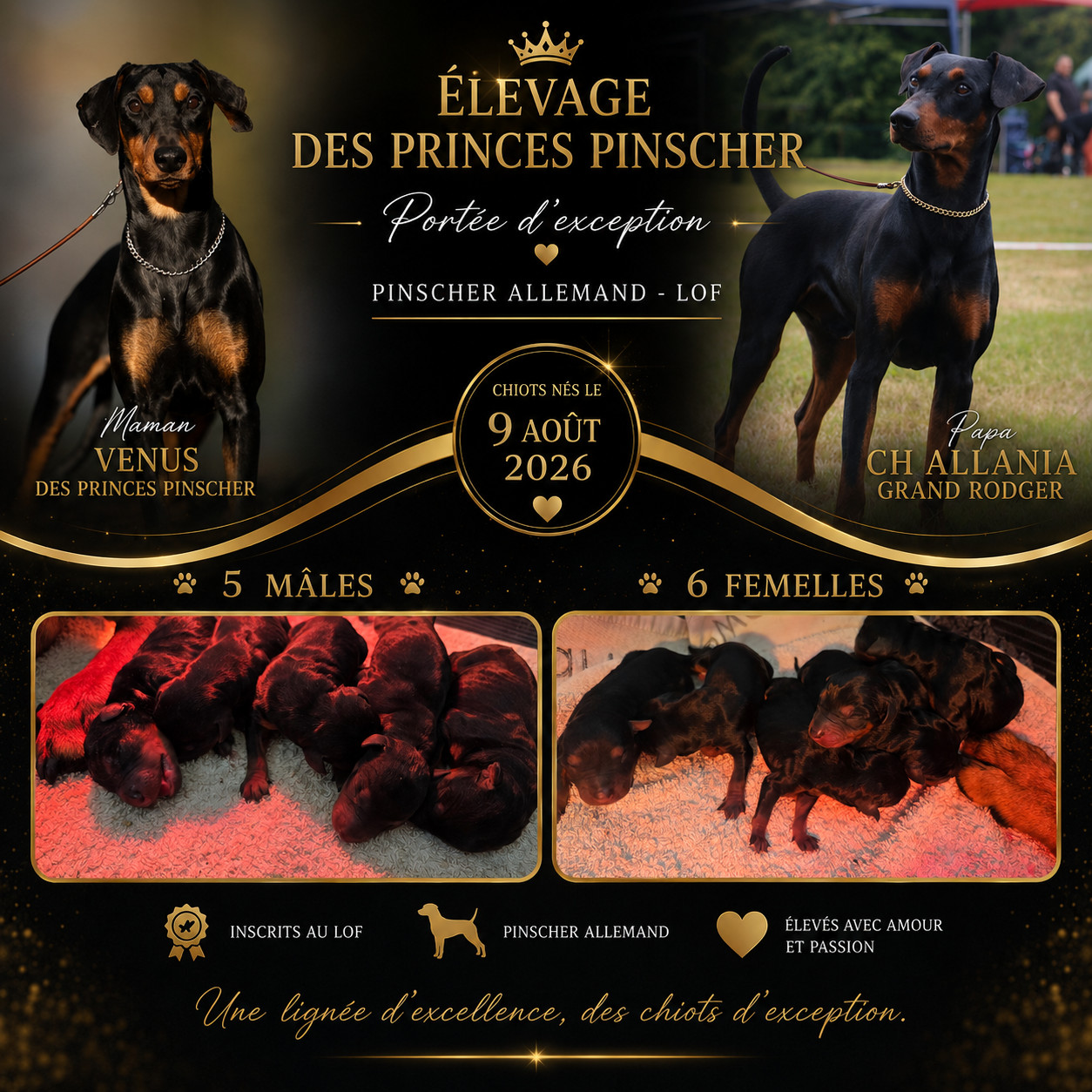 des Princes Pinscher - Pinscher Allemand - Portée née le 09/08/2026