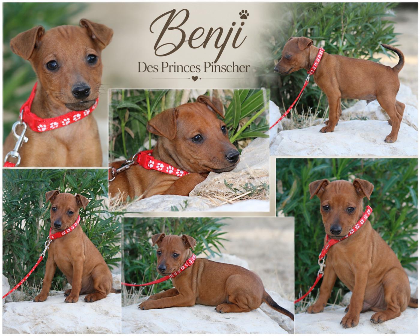 des Princes Pinscher - Chiots disponibles - Pinscher nain