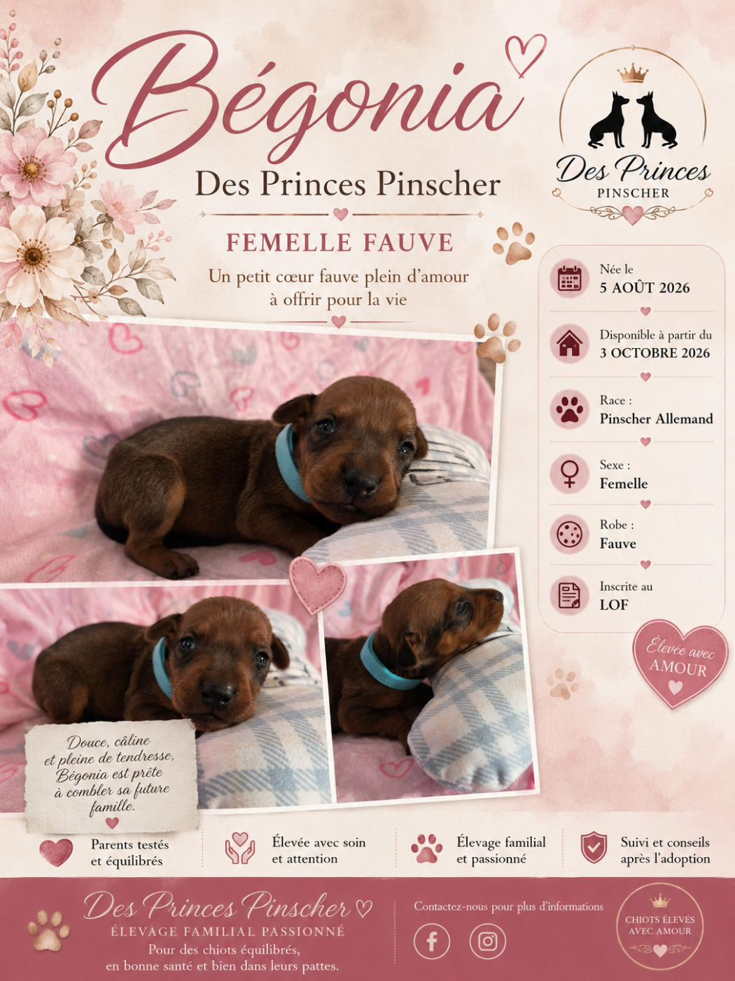 des Princes Pinscher - Chiots disponibles - Pinscher Allemand