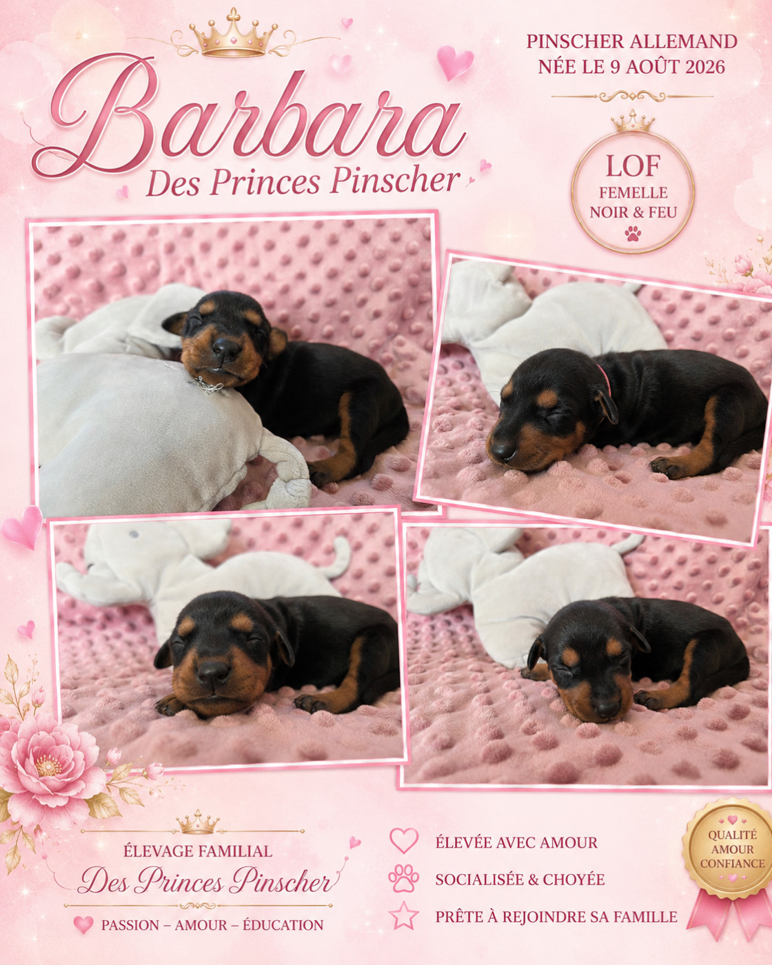 des Princes Pinscher - Chiots disponibles - Pinscher Allemand