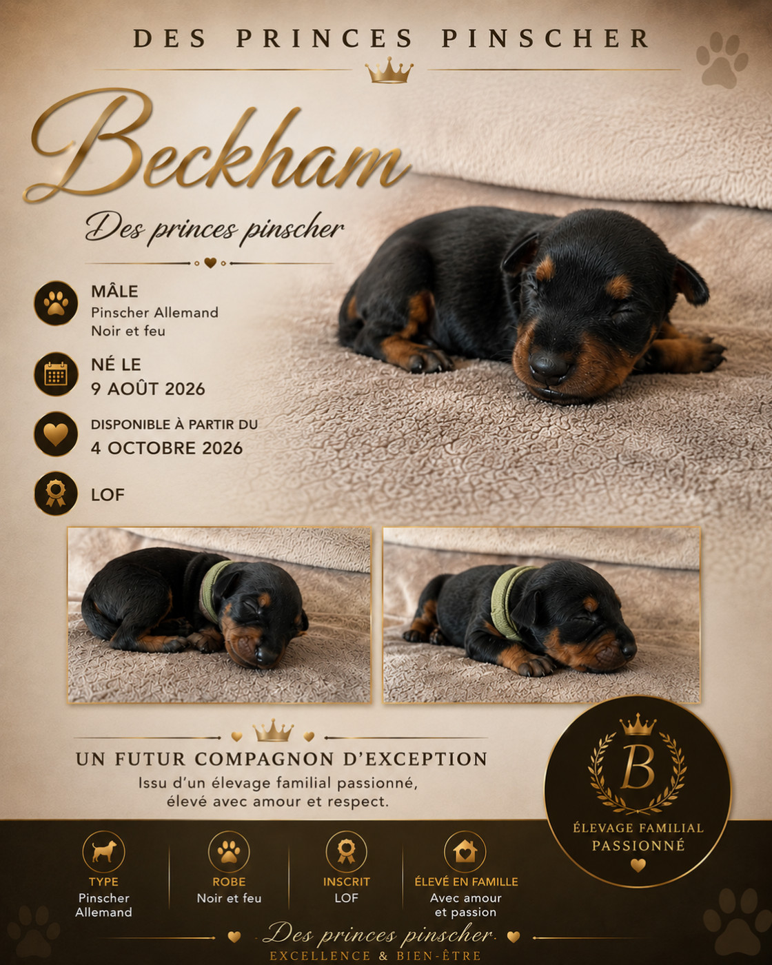 des Princes Pinscher - Chiots disponibles - Pinscher Allemand