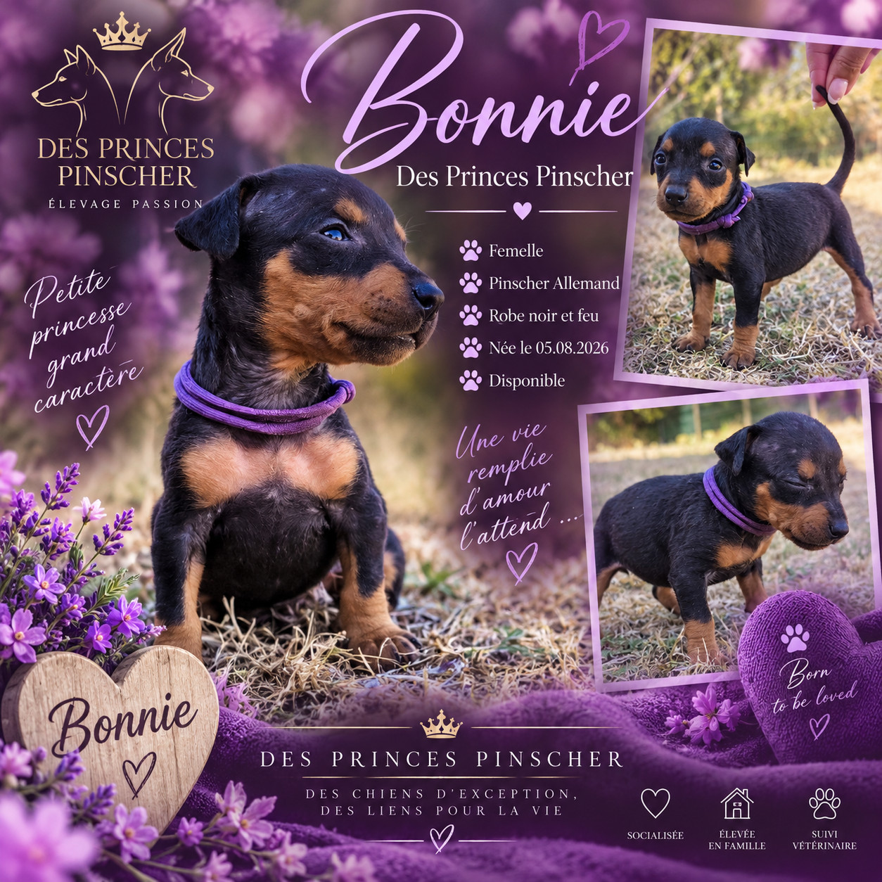des Princes Pinscher - Chiots disponibles - Pinscher Allemand