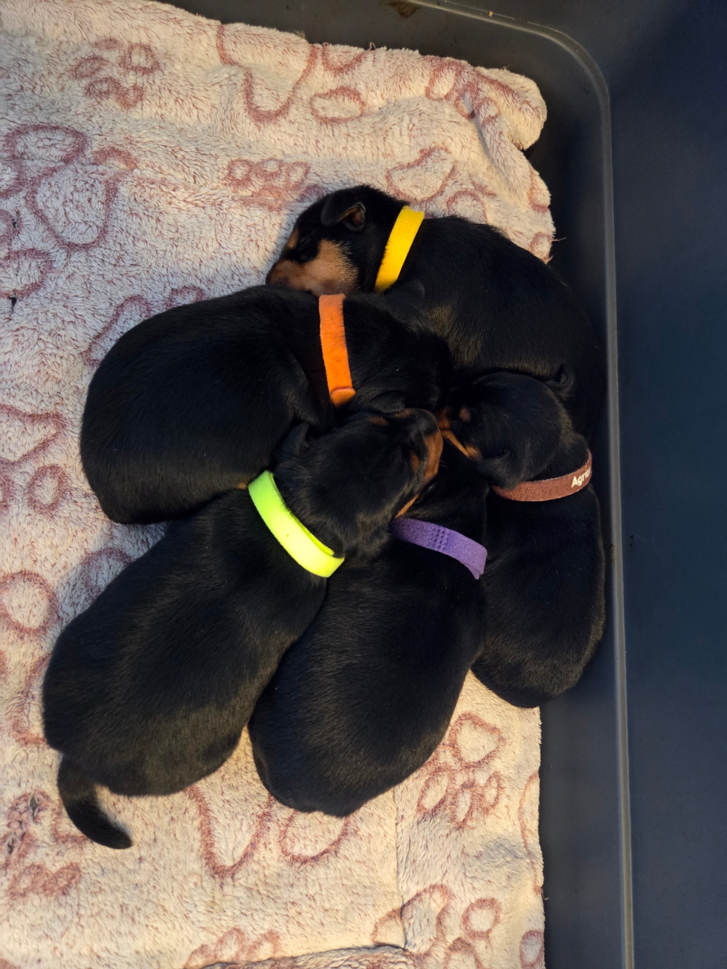 Chiot Pinscher nain des Princes Pinscher