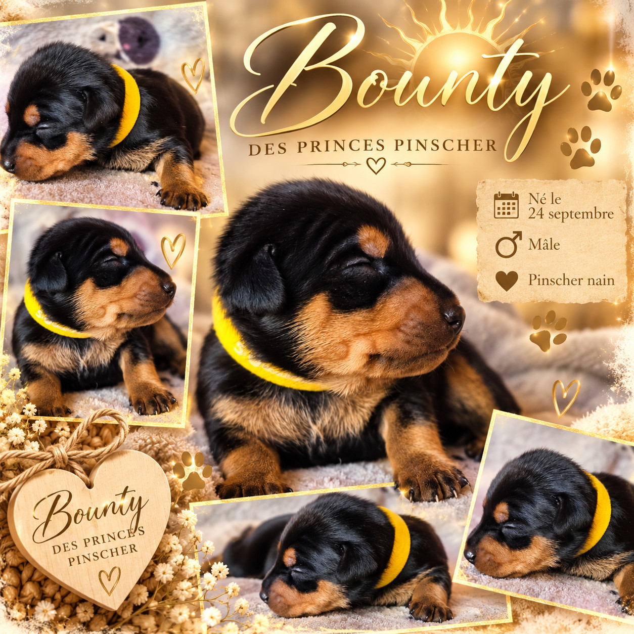 des Princes Pinscher - Chiots disponibles - Pinscher nain