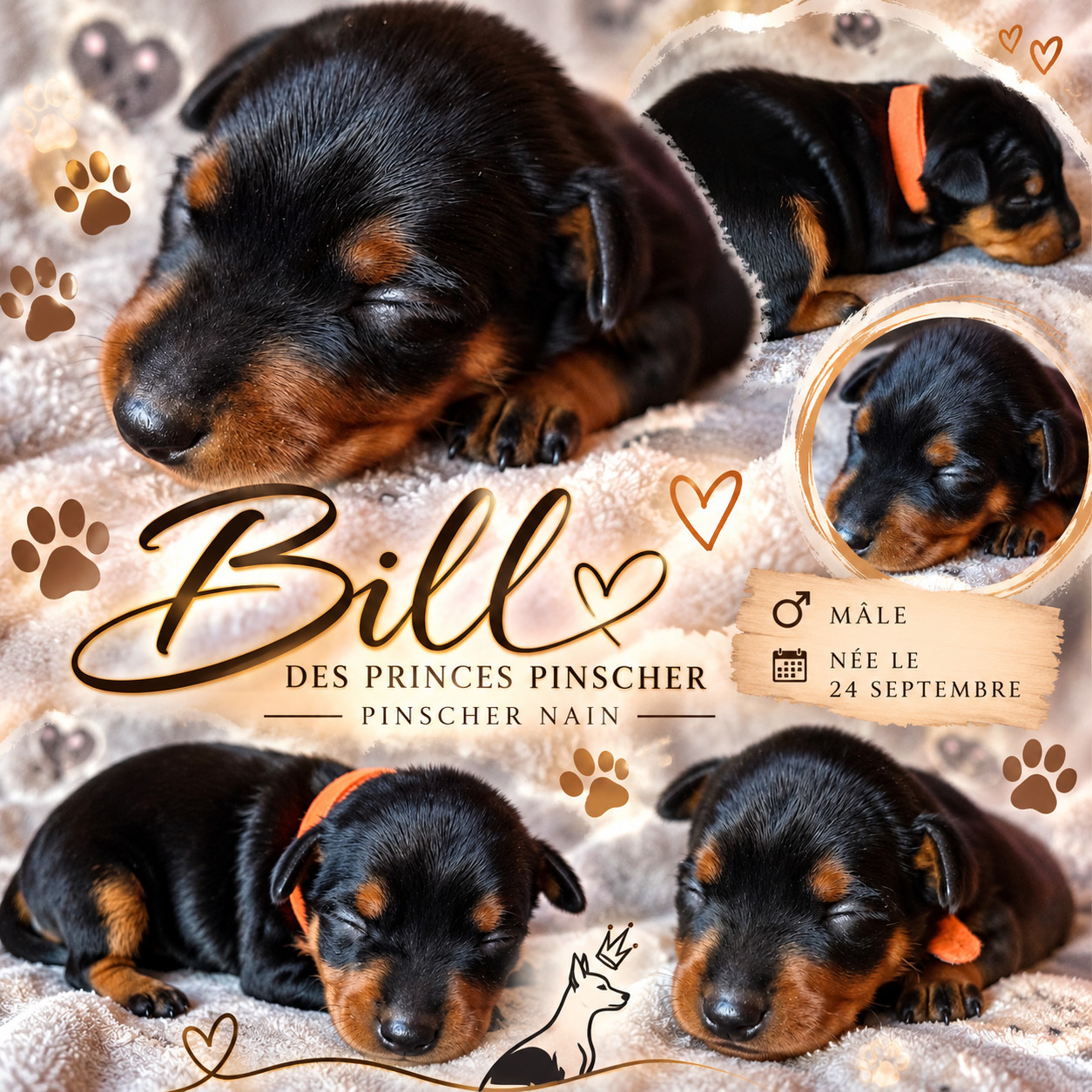 des Princes Pinscher - Chiots disponibles - Pinscher nain