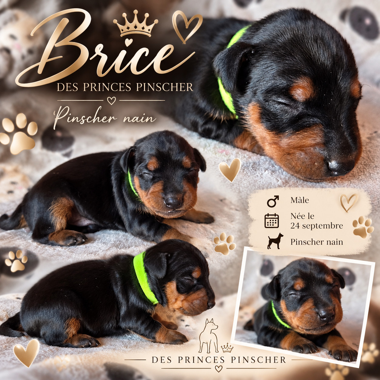 des Princes Pinscher - Chiots disponibles - Pinscher nain