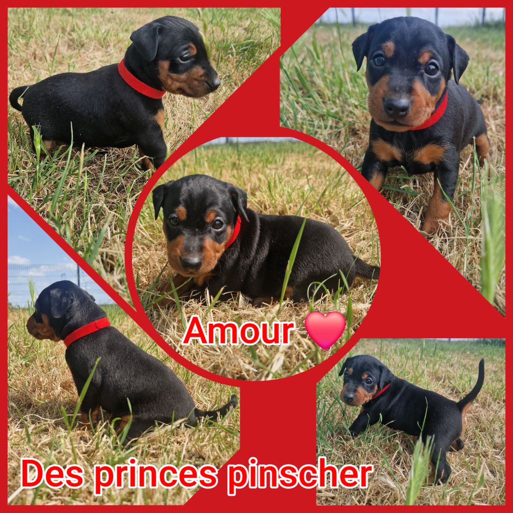 des Princes Pinscher - Chiots disponibles - Pinscher nain